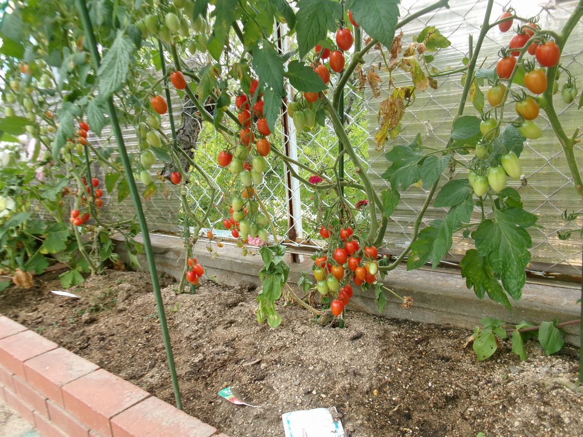 花壇 (5) 花壇 (5)