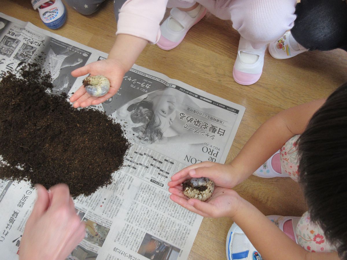 2歳カブトムシ (4) 2歳カブトムシ (4)