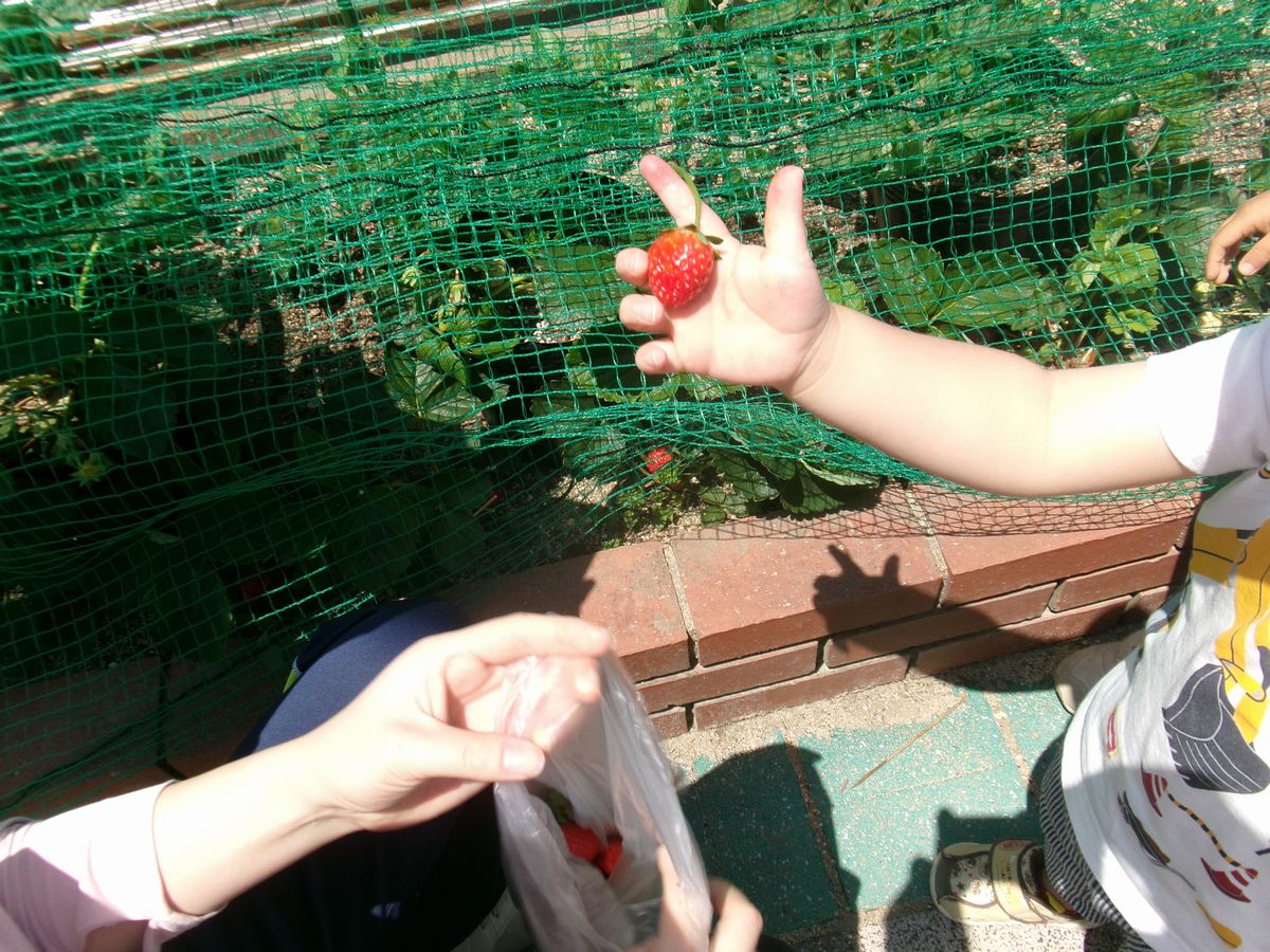 2歳イチゴ(8) 2歳イチゴ(8)