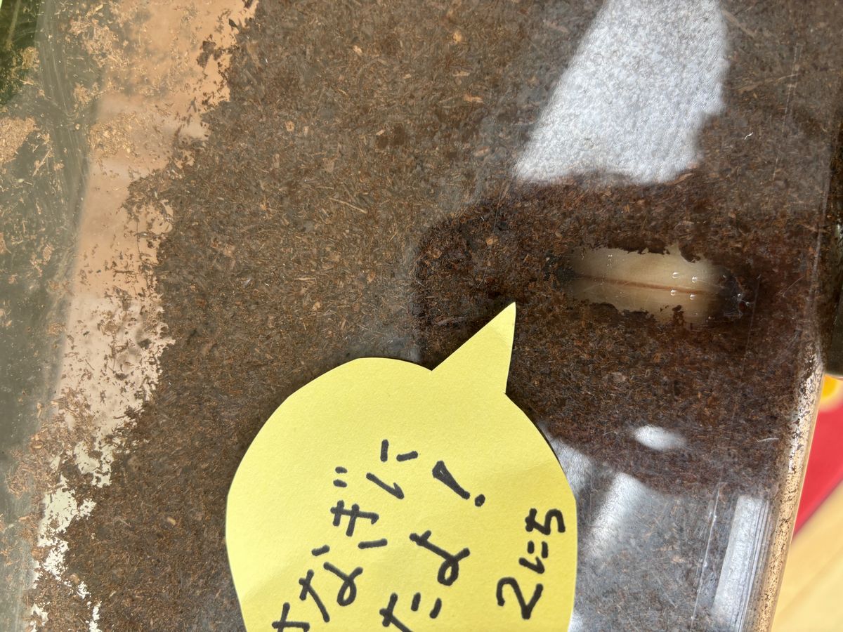 かぶとむし かぶとむし