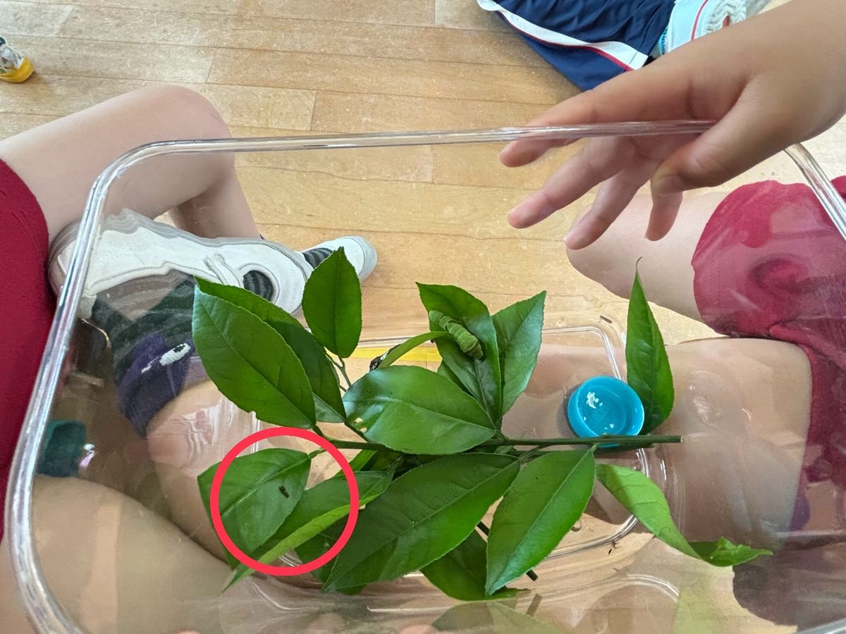 4アゲハ蝶