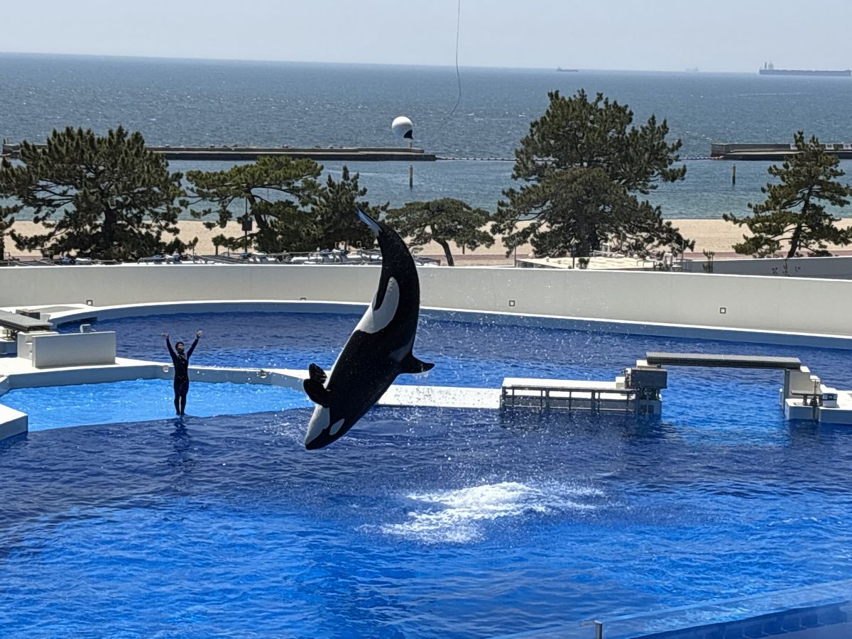 シャチ3 シャチ3