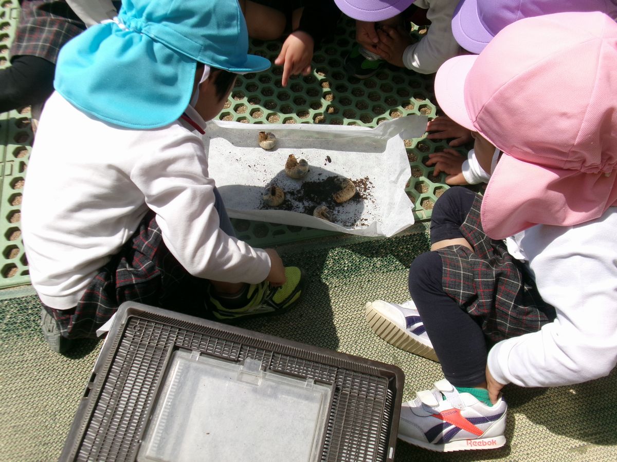 カブトムシ (5) カブトムシ (5)