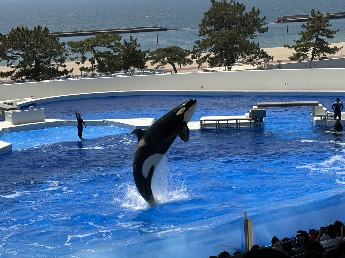 シャチ2 シャチ2