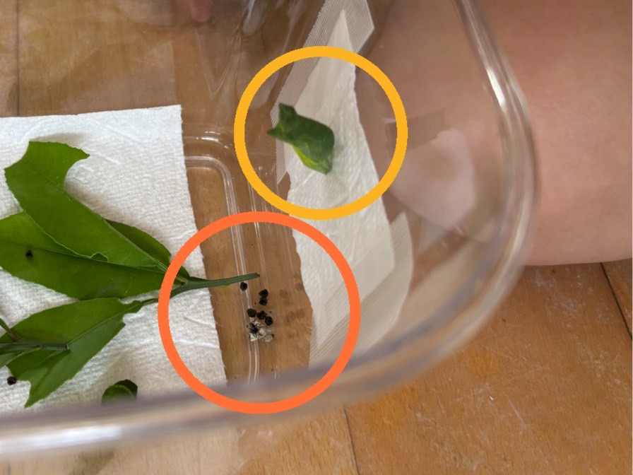 4アゲハ蝶