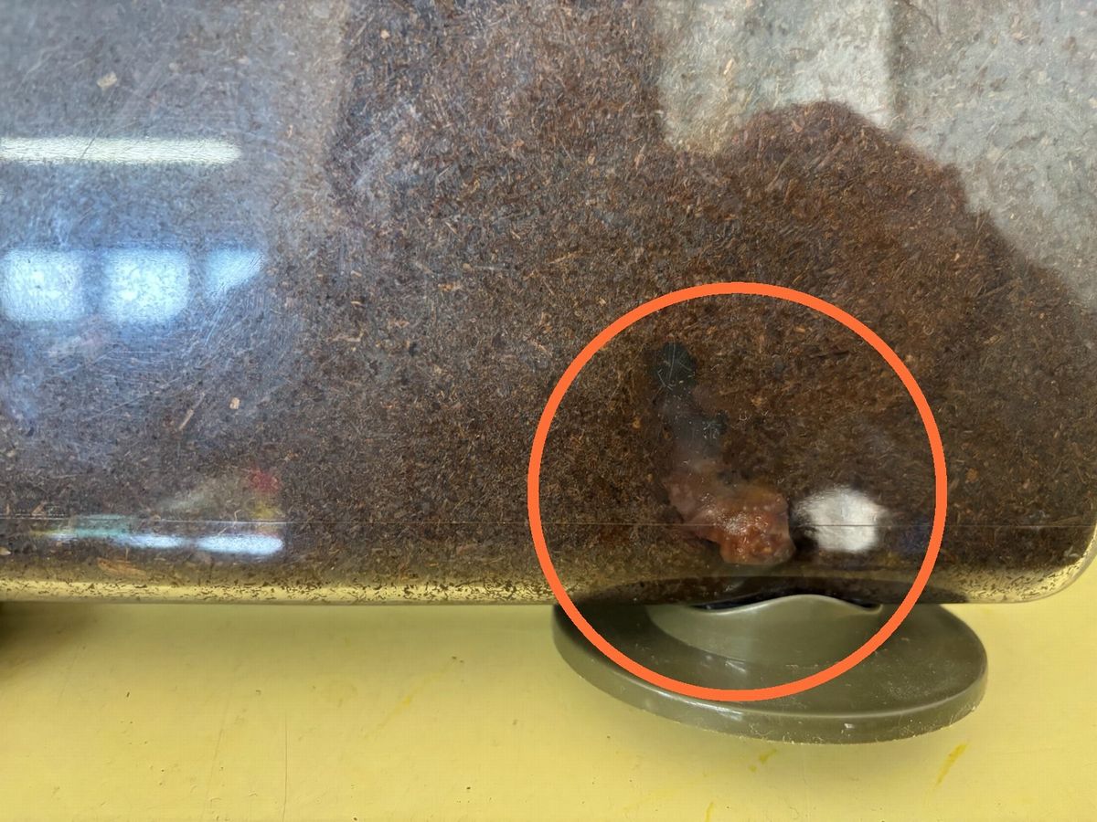 カブトムシ