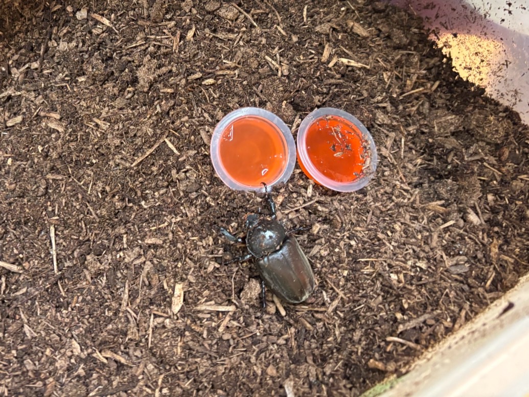 かぶとむし かぶとむし