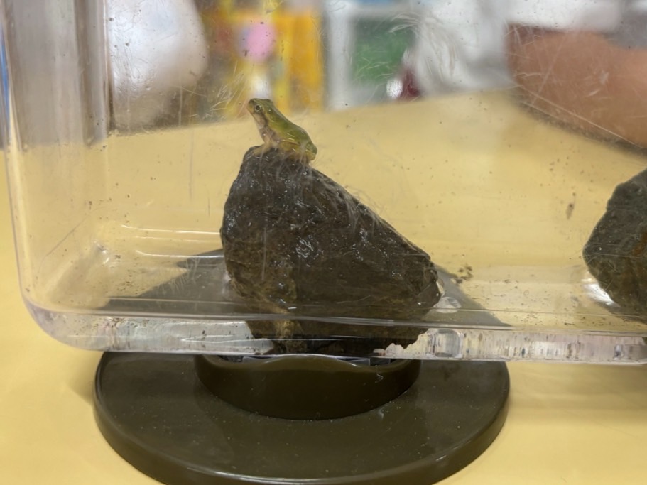 かえる2 かえる2