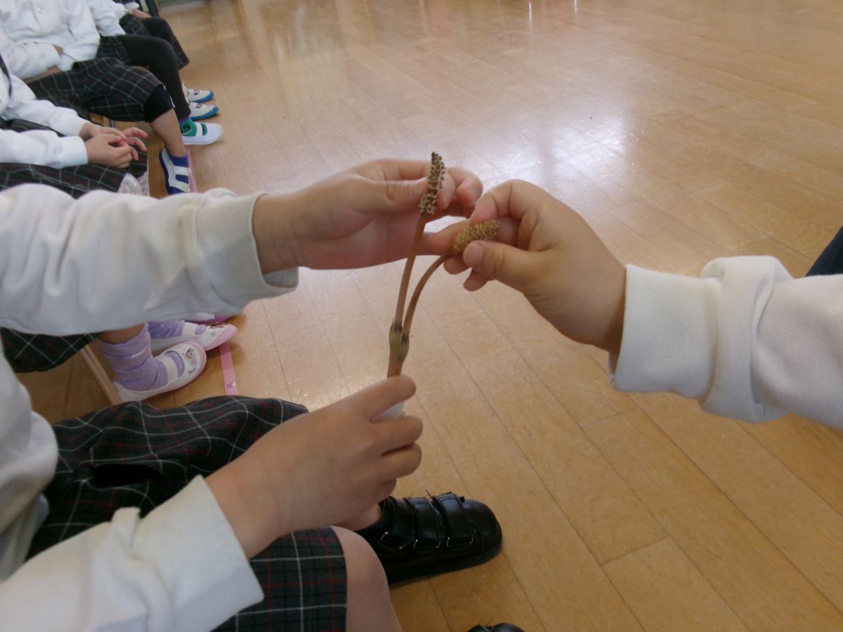 4歳つくし(す) (1) 4歳つくし(す) (1)