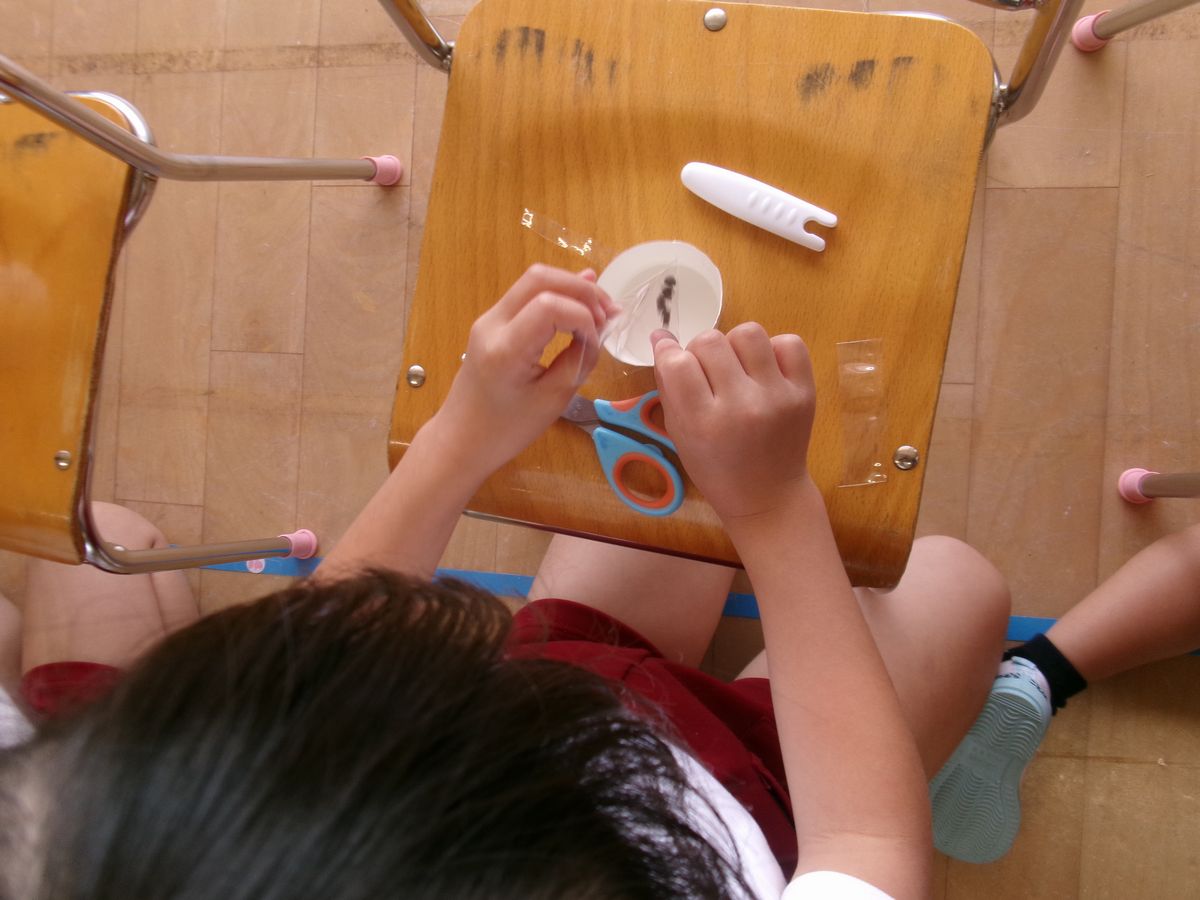 5歳朝顔(さ) (5) 5歳朝顔(さ) (5)