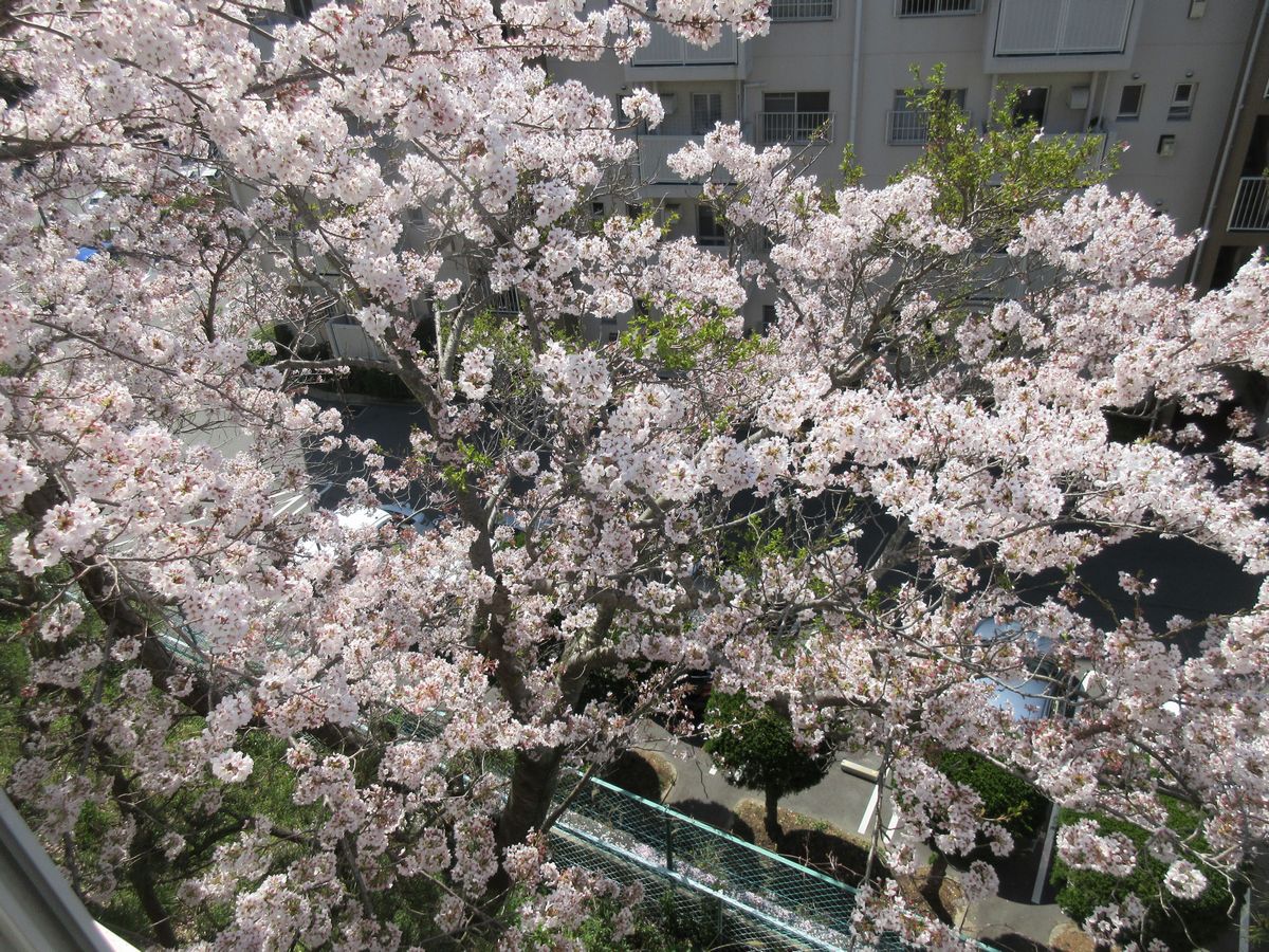 桜 (1)