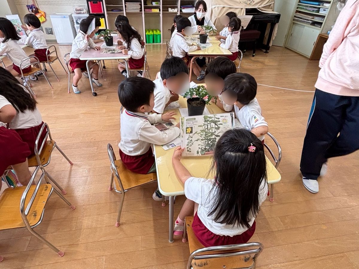 4トマト3 4トマト3