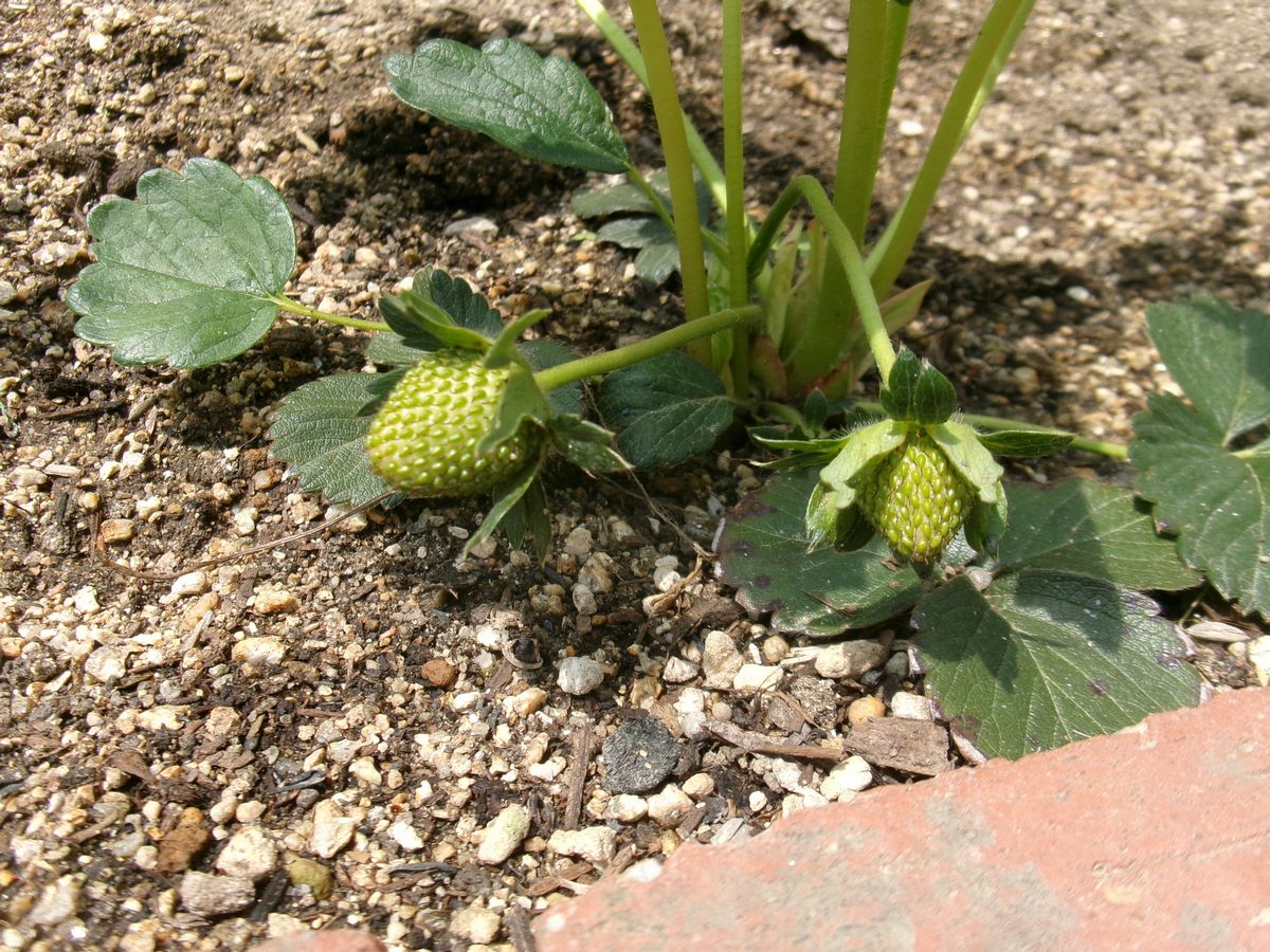 花壇等(イチゴ) (3) 花壇等(イチゴ) (3)