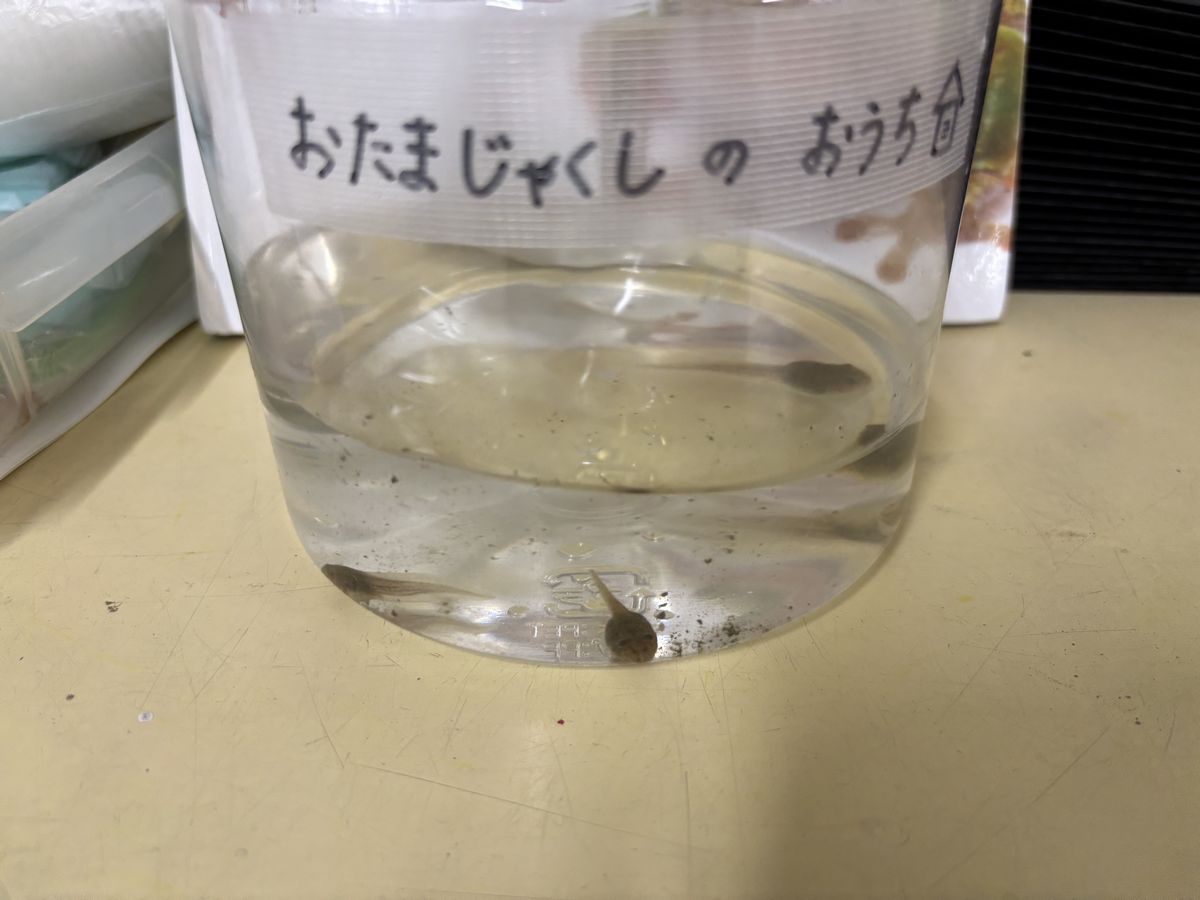 おたまじゃくし おたまじゃくし
