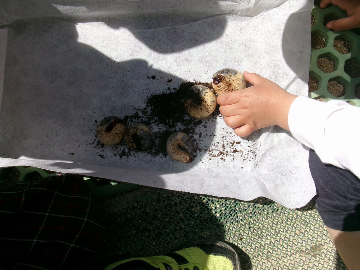 カブトムシ (1) カブトムシ (1)
