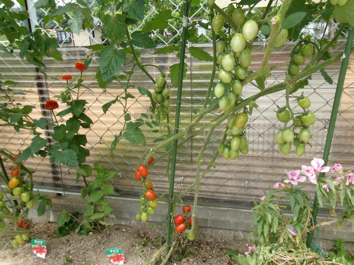 花壇トマト (1)