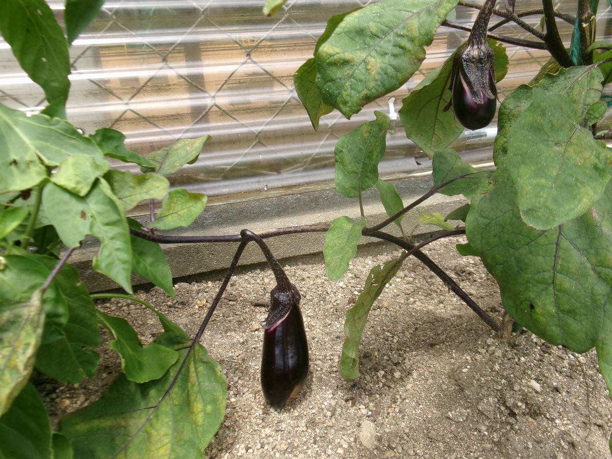 花壇ナスビ