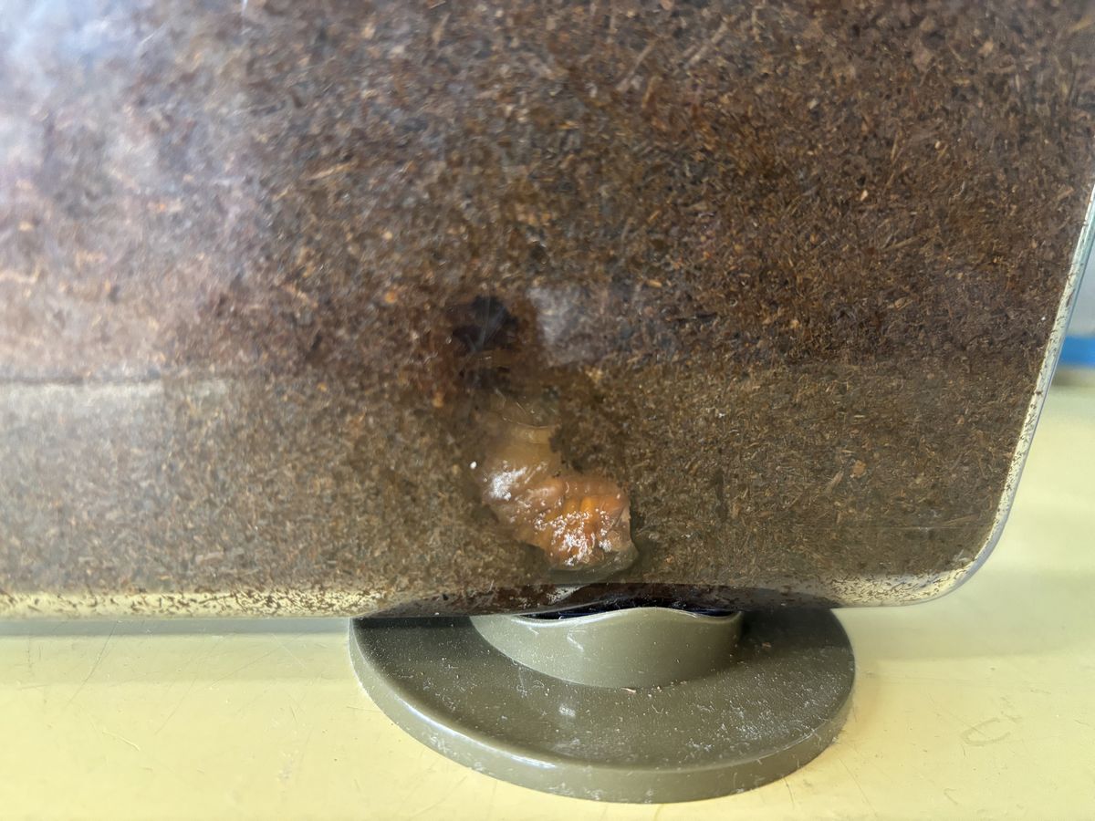 カブトムシ カブトムシ