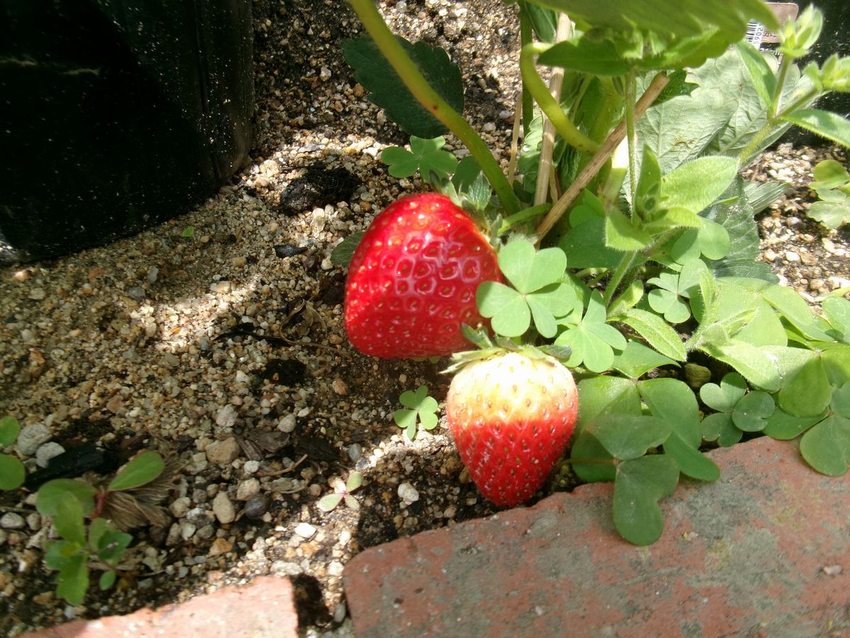 イチゴ (1) イチゴ (1)