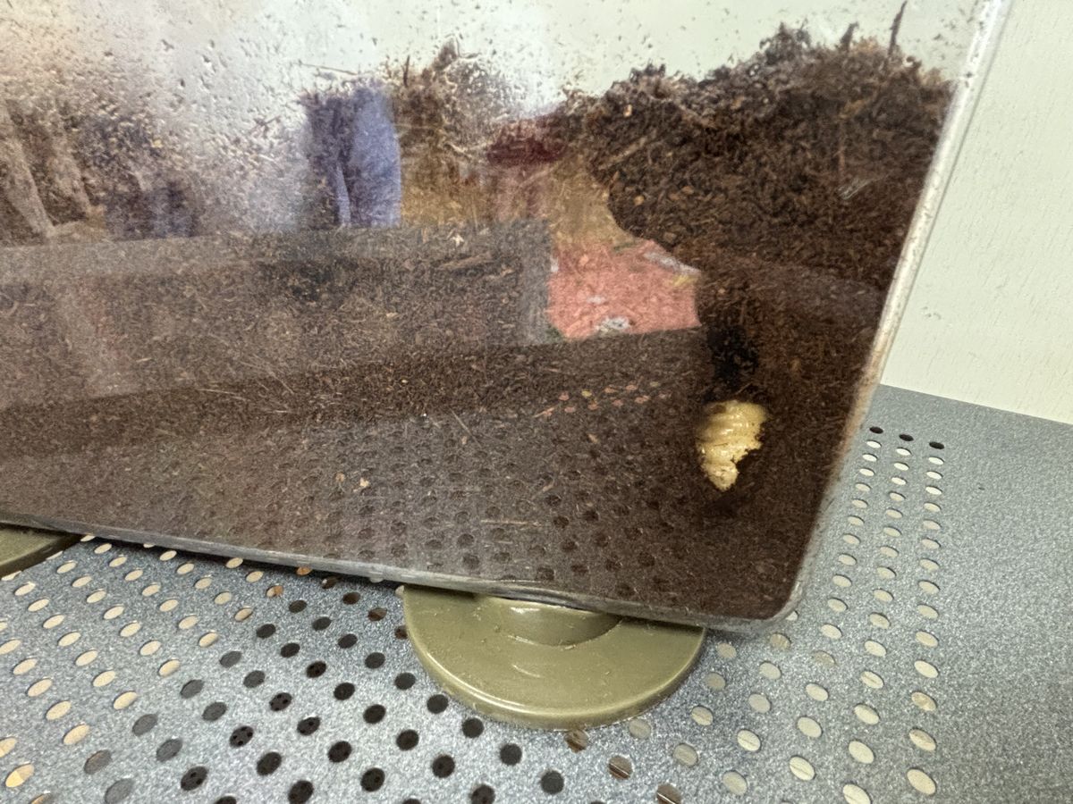 かぶとむし かぶとむし