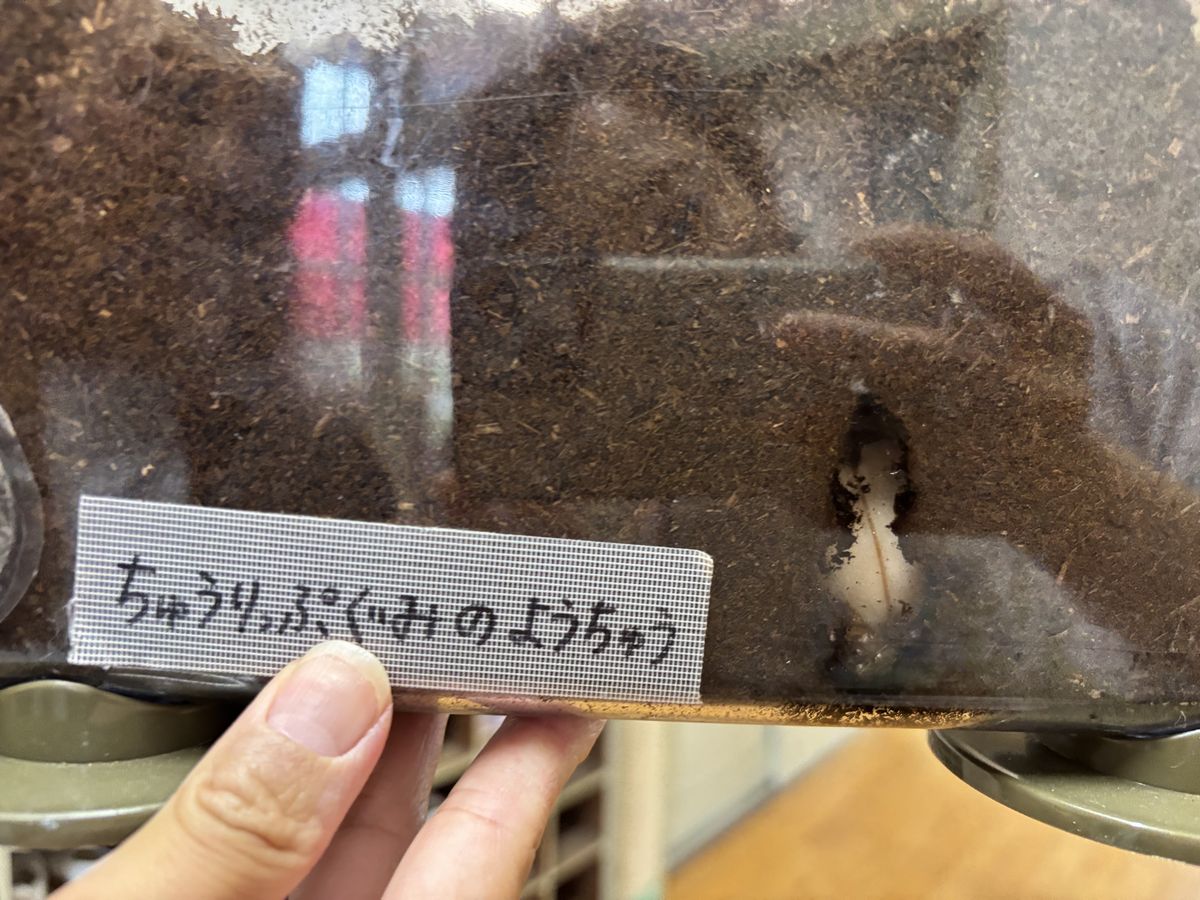 かぶとむし