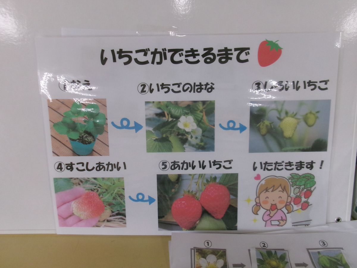 4歳イチゴ(ゆ) (3) 4歳イチゴ(ゆ) (3)