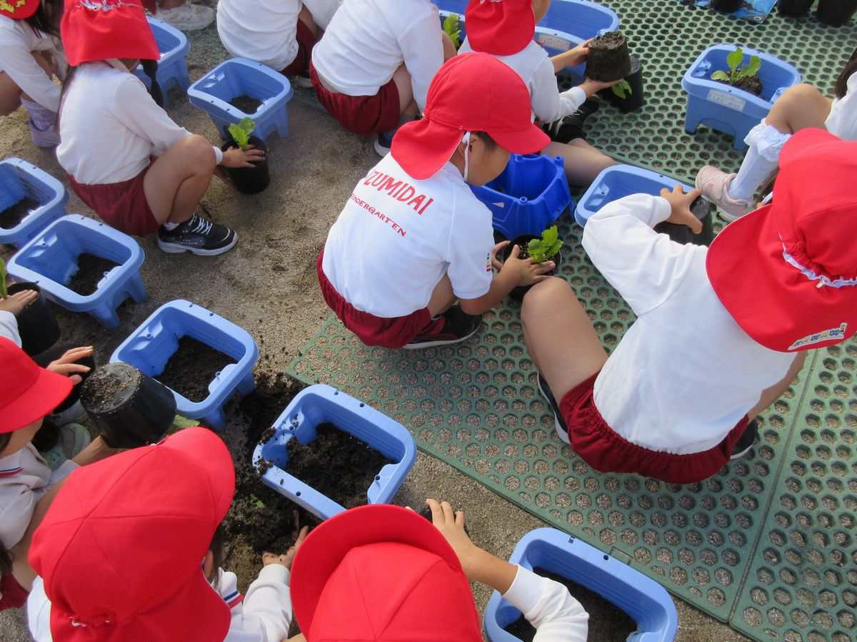 5歳ダイコン苗植え(も) (3) 5歳ダイコン苗植え(も) (3)