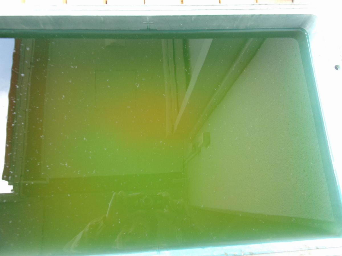 めだか (1) めだか (1)