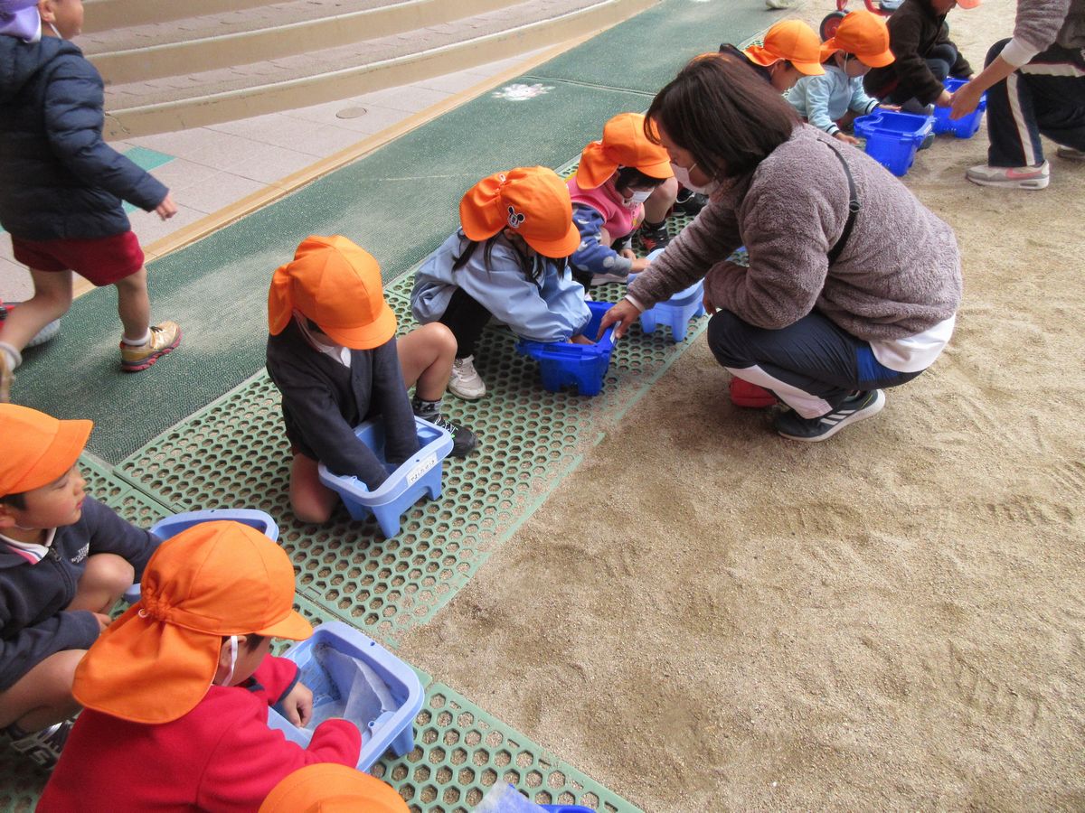4歳チューリップ(す) (4) 4歳チューリップ(す) (4)