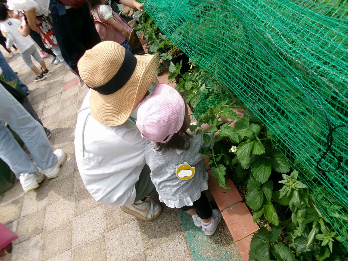 1の2ひよこイチゴ採り (2) 1の2ひよこイチゴ採り (2)