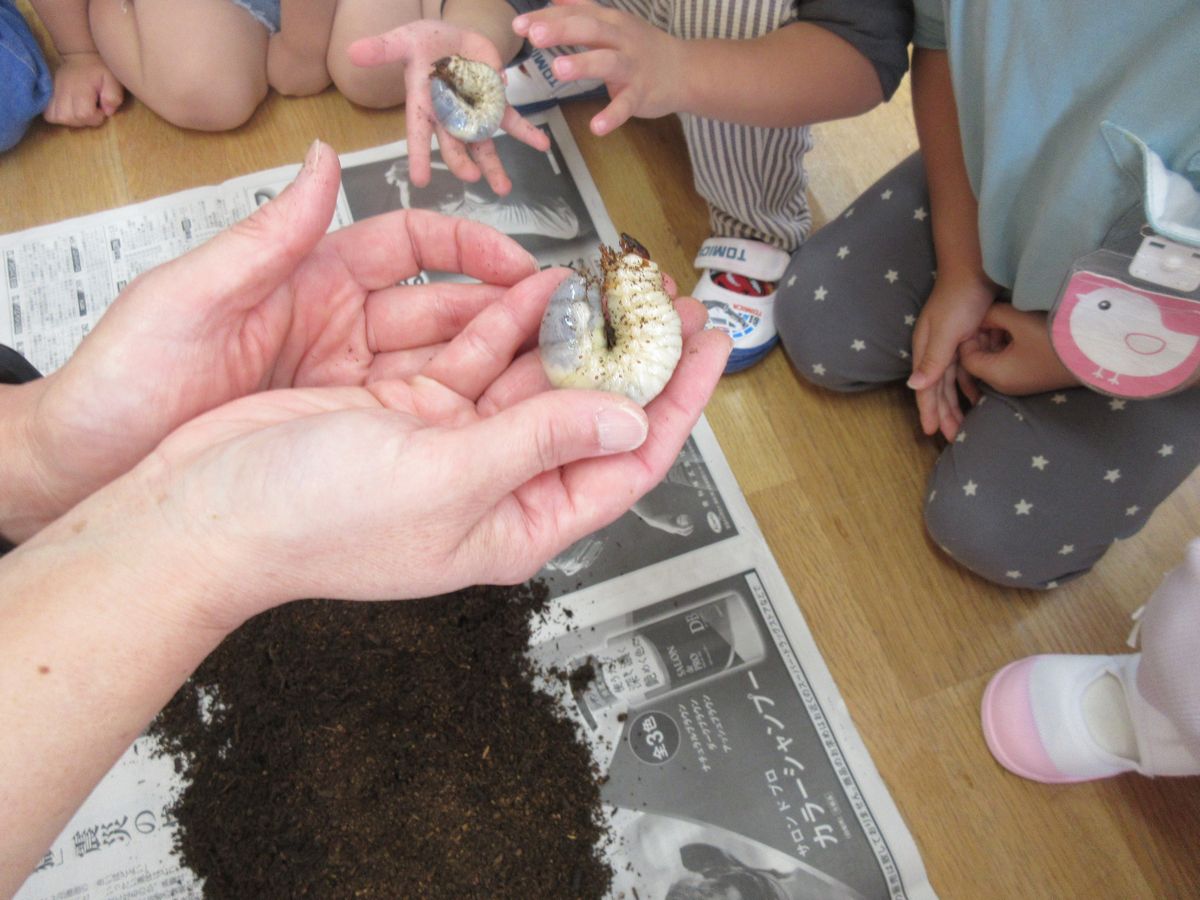 2歳カブトムシ (6) 2歳カブトムシ (6)