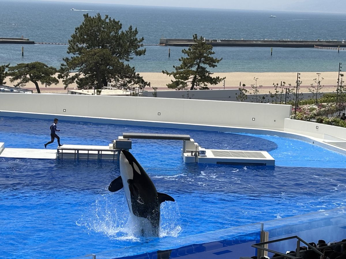 シャチ シャチ