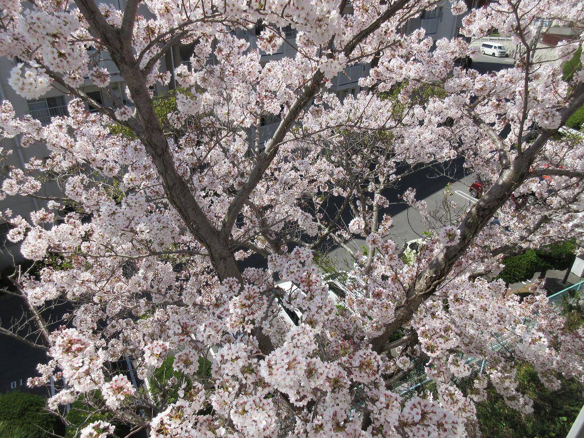 桜 (2)