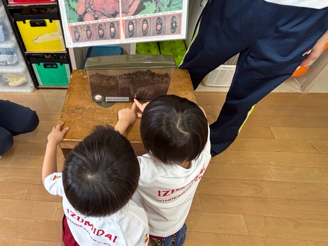 かぶとむし３