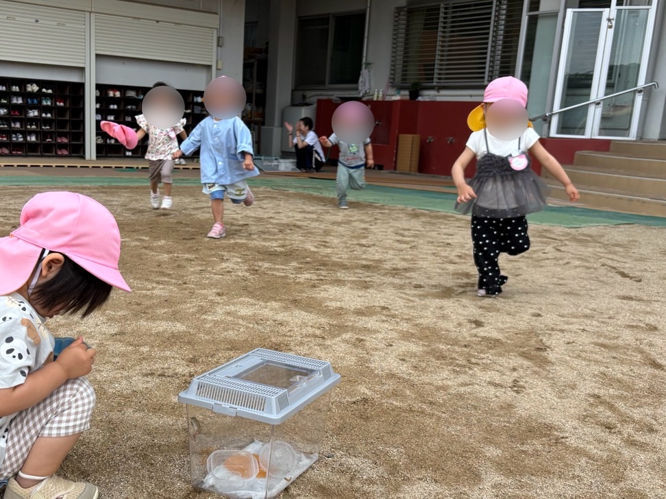 2カエル3 2カエル3
