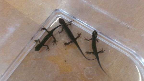 2026.5.27小動物ふれあい