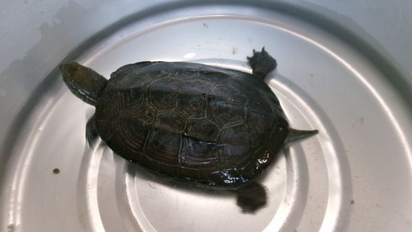 2026.5.27小動物ふれあい 2026.5.27小動物ふれあい