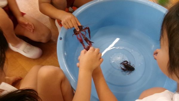 2026.5.27小動物ふれあい 2026.5.27小動物ふれあい