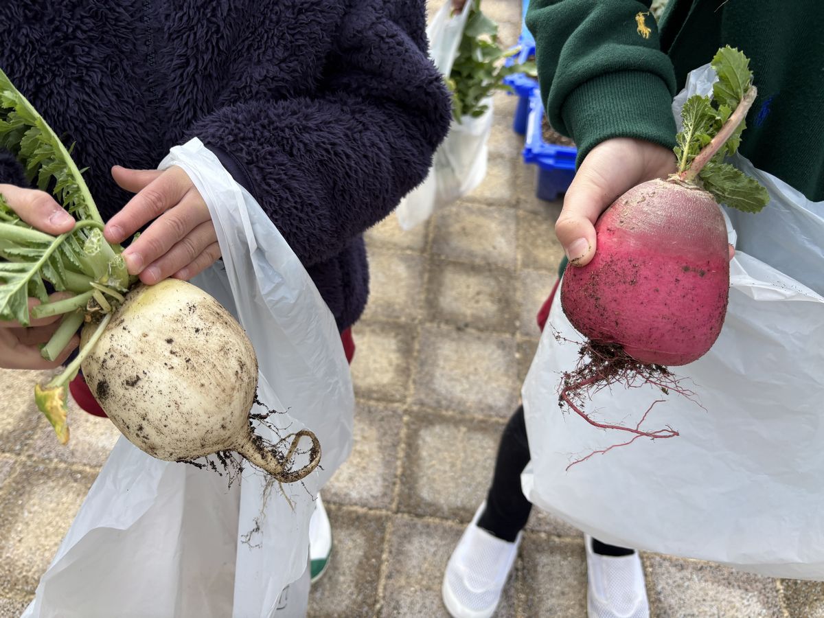 5歳大根3 5歳大根3